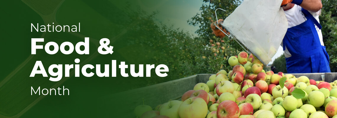National Food & Agriculture Month. Farm worker wearing gloves and overalls pouring apples from a collection tote into a large wooden crate of harvested apples.